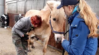 Heeft mijn paard PIJN na onze VAL 😰🤕 [upl. by Rogergcam]