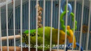 マツコの知らない世界出たよ🎶 可愛い！インコの昔話♪ 『桃太郎』 [upl. by Earehs971]