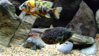 Ctenopoma Actirostre Leopard Bush Fish African Leaf Spotlight Aquarium [upl. by Walker]