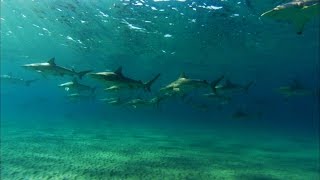 Thousands of Blacktip Sharks Lure Great White to Shore  Shark Week Shark Trek [upl. by Werbel898]