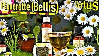 🌿La Pâquerette Bellis🌼 une plante comestible aux vertus insoupçonnées [upl. by Juetta845]