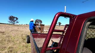 Feeding Merino Sheep  Late Winter 2021 [upl. by Sherborn]