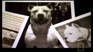 The Science behind the Dogo Argentino [upl. by Fogg487]