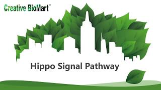 Hippo Signal Pathway [upl. by Ylus]