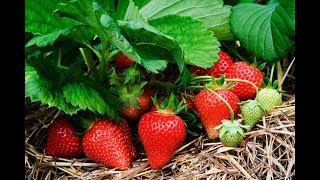 How to Get Free Strawberry Plants From Store Bought Strawberries [upl. by Skcirdnek]