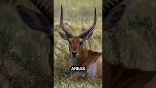 Lechwe africa animals hunting funfacts [upl. by Ymer]