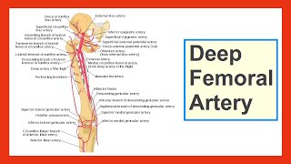 deep femoral artery [upl. by Thaxter]