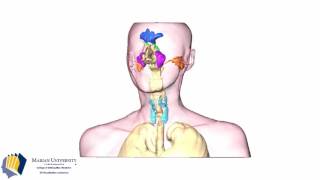 3D visualization of the airway paranasal sinuses and mastoid air cells [upl. by Azelea]