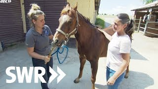 Eine Katze ein Westernpferd und vier Küken  SWR Tierarztgeschichten [upl. by Namyaw691]