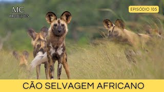 Cão selvagem africano [upl. by Enirod]