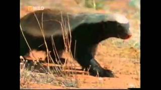 The Crazy Nastyass Honey Badger original narration by Randall [upl. by Clareta]