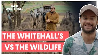 The Whitehalls vs The Wildlife  Jack Whitehall Travels With My Father [upl. by Adnola481]