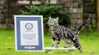 Amazing Cat Breaks Guinness World Record for Fastest Skateboarding Cat [upl. by Notsej266]