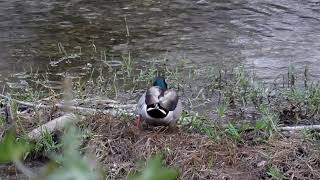 a Mallard on a drizzly day widescreen [upl. by Barthel487]