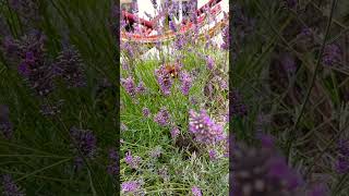 Hummingbird Hawkmoths in France [upl. by Seravaj]