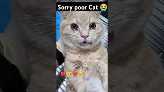 BROKE MY HEART 💔💔😭😭ll Eye Surgery 🥀🥀💞cat catlover kitten sad shorts [upl. by Shama974]