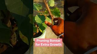 Pruning Bonsai for Extra Growth shorts gardening bonsai bonsaificus bonsaitree gardeningtips [upl. by Trula]