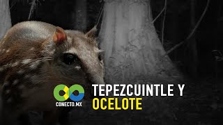 Tepezcuintle y ocelote [upl. by Ardella]