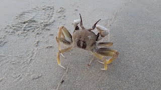 Horned Ghost Crab Ocypode ceratophthalma in Goa [upl. by Wurst]