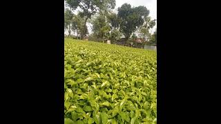 Tea tree video for farming nature [upl. by Annoved]