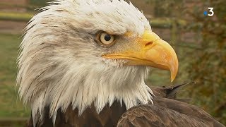 quotVoler avec les aiglesquot le livre de JacquesOlivier Travers et ses aigles du Léman [upl. by Euqnom789]