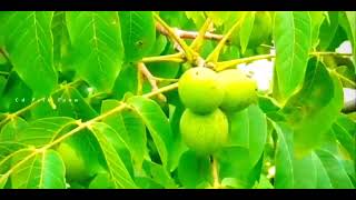 Maa Thalli ChettammaSong folkmusic [upl. by Delanie]