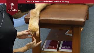 Dorsal amp Plantar Interossei Muscle Test Palp Dr Vizniak Muscle Manual [upl. by Martinsen]