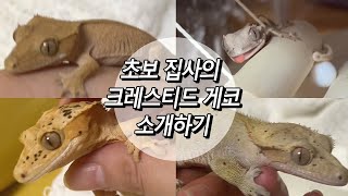 초보집사의 크레스티드 게코 소개하기 우리집 크레 [upl. by Buffo]