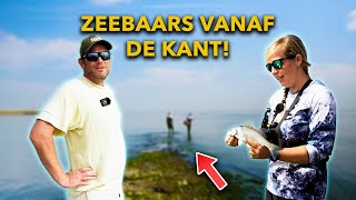 LEER ZEEBAARS VISSEN  Zo vang JIJ zeebaars op TOPWATER en SHADS [upl. by Handel]