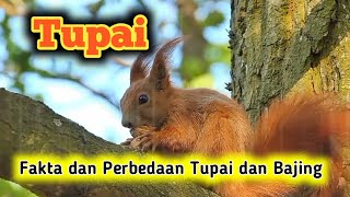 Tupai perbedaan tupai dan bajing [upl. by Orwin]