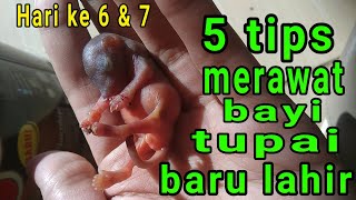 5 rahasia merawat bayi tupai baru lahir bajingkelapa tupaikelapa squirrel [upl. by Anahsor]