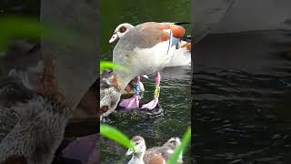 Egyptian goose family Egyptian Geese call amp sounds part2 [upl. by Rossie]