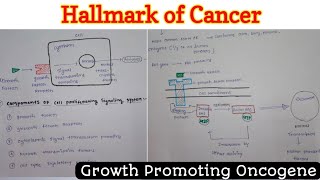 Hallmark of Cancer 14  Growth Promoting Oncogene  Neoplasia [upl. by Alig]