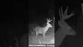 Nocturnal whitetails deerseason archery oklahoma bowhunting deerhunting moultrie venison [upl. by Bibi]