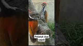 burung pelatuk bawang jinak burung kicaumania burungcantik burungkicau burungunik [upl. by Yllime]