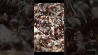 Ants Life Ants AntsLife MicroOrganism [upl. by Drisko]