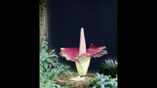 Amorphophallus titanum [upl. by Booma]