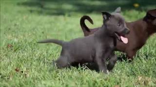 Australian Kelpie Puppies [upl. by Hsak]