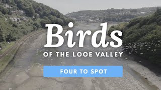 Birds of the Looe Valley Line [upl. by Hanzelin]