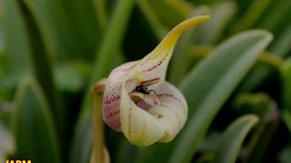 Como cultivar masdevallia coriacea [upl. by Rodavlas]