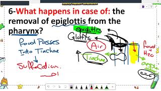 Senior two  model answer of heterotrophic nutrition Digestive system  part two essay [upl. by Onifur]