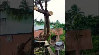 Sabariraja tree cutter pattukkottai 8072635013 service [upl. by Maice]