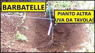 Ho piantato altre BARBATELLE di vite nellorto con il METODO TRADIZIONALE  Tutorial Agricoltura [upl. by Neveda]