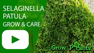 Selaginella patula  grow amp care Spikemoss [upl. by Lennahs]