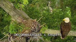 DECORAH EAGLES 🐣🐣🐣 ◕ CHASE IS ON EAGLET IN FLIGHT CHASING MOM ◕ WHOS THAT CUTE VISITOR [upl. by Solon811]