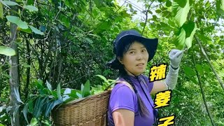 湘西本地特色香料，每年翻山越岭都来摘，放点当调料能吃一大盆！ [upl. by Eshelman]