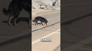 A dog was trying to carry a kitten to a safe place [upl. by Ybor]