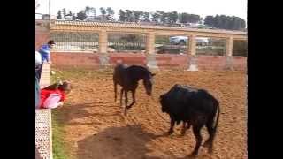 Gran video Jesus Morales muestra como juega el caballo con el toro [upl. by Biddle]