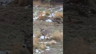 Buck Grunting cool nature wildlife shorts shortvideo alberta short deer letsplay fun [upl. by Alekim]