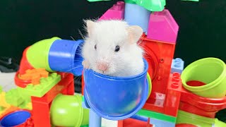 The Best Hamster Challenges 77  Hamster Escapes from the Most Amazing Mazes 🐹 Mr Hamster [upl. by Ettenuahs]